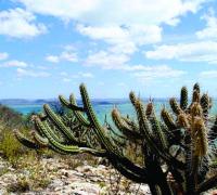 Mudanças climáticas podem gerar perda de espécies na Caatinga