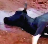 América Dourada: Homem morre após colisão de motocicleta com animal
