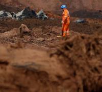Vale monta estrutura para atender animais resgatados em Brumadinho