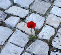 Somos os artífices do nosso destino