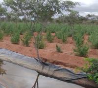 Polícia toca fogo em 78 mil pés de maconha no Norte da Bahia