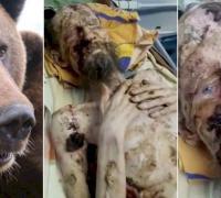 Homem sobrevive um mês preso em toca de urso na Rússia: 