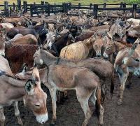 Mais de 100 jumentos morrem na Bahia após doença causada por maus tratos