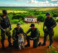 Proteção à Fauna: Entrega Voluntária de Jaguatirica em Irecê