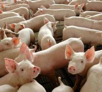 China autoriza importação de gordura de porco do Brasil