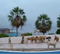 Para secretrário “tem coisa mais séria no Município do que cuidar de cachorro de rua”