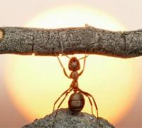 Não há vitória sem batalha