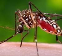 Região de Irecê ultrapassa 5 mil casos notificados de dengue e chikungunya em 2020