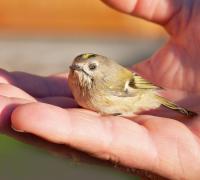 Mais vale um pássaro na mão que dois voando?