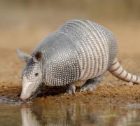 Carnes de bichos selvagens podem transmitir parasitas, vírus e até matar