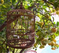 Nem todas as “jaulas” são iguais