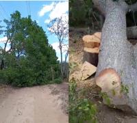 Gentio do Ouro: Corte de um pé de pequi revolta comunidade; veja o vídeo