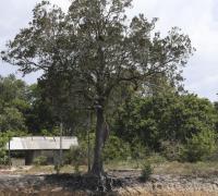 Um milhão de espécies estão ameaçadas de extinção, mostra ONU