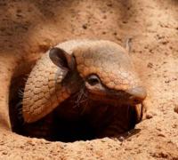 “Doença do Tatu”: Jovem morre aos 17 anos e amigo está em estado grave no Piauí