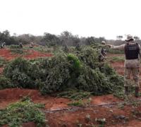 Polícias encontram 2 toneladas de maconha em Iraquara, na Chapada Diamantina