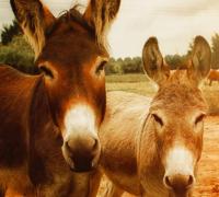 Deputado quer que jumento seja declarado Patrimônio Cultural Imaterial do estado da Bahia