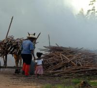 Suspensão de aulas por colheita visa diminuir evasão, mas pode respaldar trabalho infantil