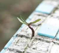 Quanto mais alta a expectativa, maior a decepção