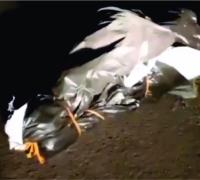 Corpo é encontrado envolto em lona plástica na região de Irecê