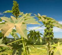 Região de Irecê retorna ao cenário de alta produção de mamona