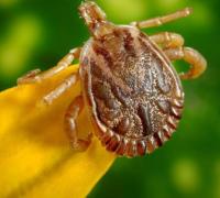 Saiba como evitar contato com o carrapato que causa a febre maculosa