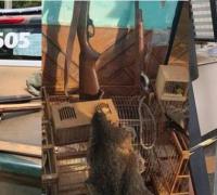 Polícia Ambiental apreende armas utilizadas para caça de animais silvestres em Gentio do Ouro e Utinga