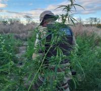 PM erradica plantação de maconha em Sento-Sé e Curaçá