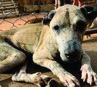 Gentio do Ouro: Prefeito sanciona lei que vai responsabilizar quem maltratar animais