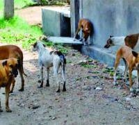 Mais de 500 pets serão castrados em mutirão, na cidade de Irecê/Ba.