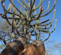 Governo da Bahia declara situação de emergência em 140 cidades; Xique-Xique não aparece na lista