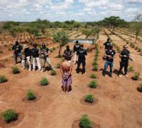 João Dourado: 48 mil pés de maconha são encontrados e incinerados pela polícia