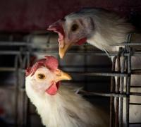 Gripe aviária leva Brasil a decretar emergência zoossanitária