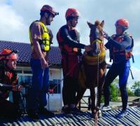 Cavalo Caramelo é resgatado depois de ficar ilhado em telhado em Canoas
