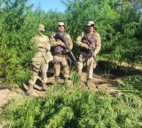 CIPE Semiárido erradica 20 mil pés de maconha na zona rural do município de Xique-Xique