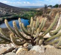 Embasa vai recuperar mata ciliar da Barragem de Mirorós