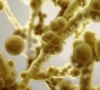 Surto de superfungo atinge Hospital da Bahia