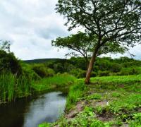 Projeto de revitalização atinge marca de 4,5 mil mudas plantadas às margens da Barragem de Mirorós