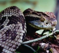 Gentio do Ouro: Mulher picada por cobra precisou ser transferida por falta de soro 