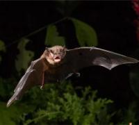 Segundo caso de raiva humana é confirmado em MG; adolescente está na UTI