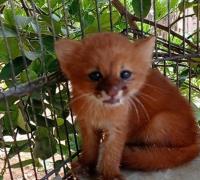 Agricultores encontram filhote de onça em João Dourado