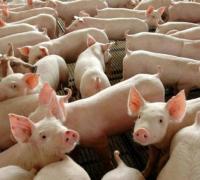 Porcos geram energia para cidade paranaense