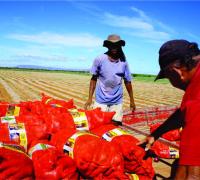 Projetos de irrigação da Codevasf produziram 4,11 milhões de toneladas de alimentos em 2023
