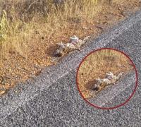 Gentio do Ouro: Filhote de Jaguatirica morre atropelado na BR-330