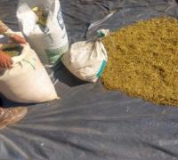 Polícias Militar, Civil e Federal erradicam 64 mil pés de maconha em interior baiano