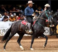 Cavalo criado na região de Irecê se torna campeão nacional de marcha picada