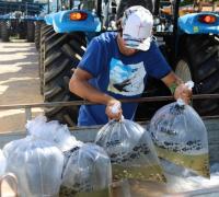 Codevasf distribui cerca de 270 mil alevinos para piscicultores de 12 municípios do Médio São Francisco baiano
