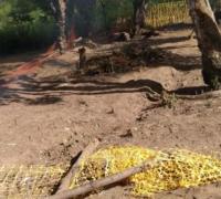 Quilombolas denunciam agressão e invasão de terreno em Lauro de Freitas