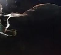 Ipupiara: Homem em motocicleta fica ferido após atropelar cavalo