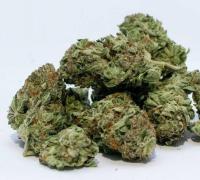 Quase 600 quilos de maconha que seria incinerada foi trocada por entulho; polícia investiga