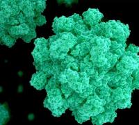 Veja os sintomas do norovírus, que está se espalhando na Bahia